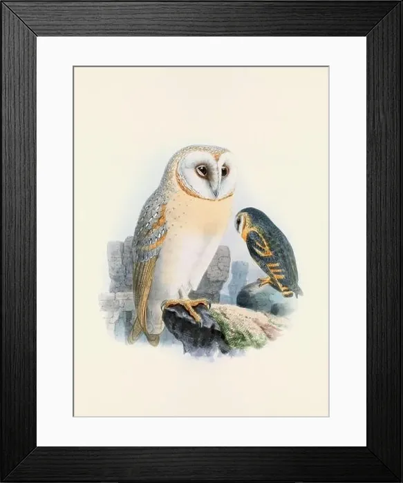 Framed Print : Owl illustration. A beautiful digital artwork of classic birds. Vintage-style bird illustration Framed Print : Owl illustration. A beautiful digital artwork of classic birds. Vintage-style bird illustration