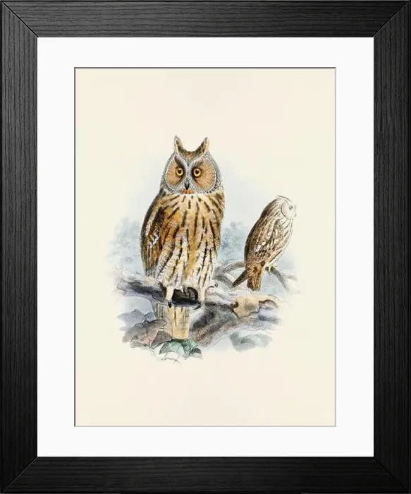Framed Print : Owl illustration. A beautiful digital artwork of classic birds. Vintage-style bird illustration Framed Print : Owl illustration. A beautiful digital artwork of classic birds. Vintage-style bird illustration