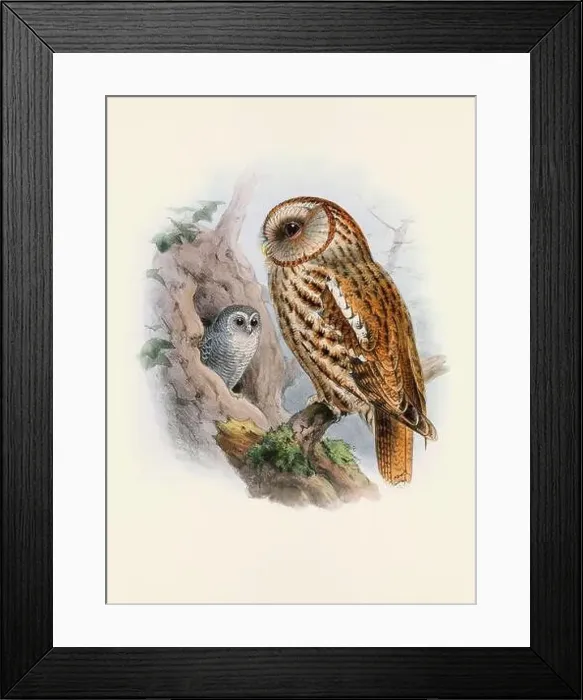 Framed Print : Owl illustration. A beautiful digital artwork of classic birds. Vintage-style bird illustration Framed Print : Owl illustration. A beautiful digital artwork of classic birds. Vintage-style bird illustration