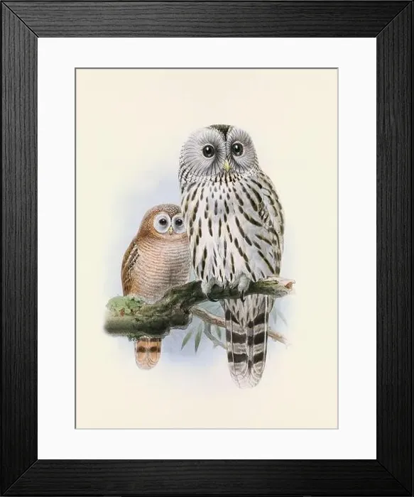 Framed Print : Owl illustration. A beautiful digital artwork of classic birds. Vintage-style bird illustration Framed Print : Owl illustration. A beautiful digital artwork of classic birds. Vintage-style bird illustration