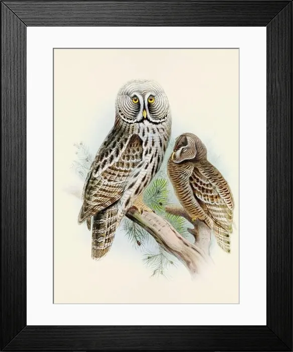 Framed Print : Owl illustration. A beautiful digital artwork of classic birds. Vintage-style bird illustration Framed Print : Owl illustration. A beautiful digital artwork of classic birds. Vintage-style bird illustration