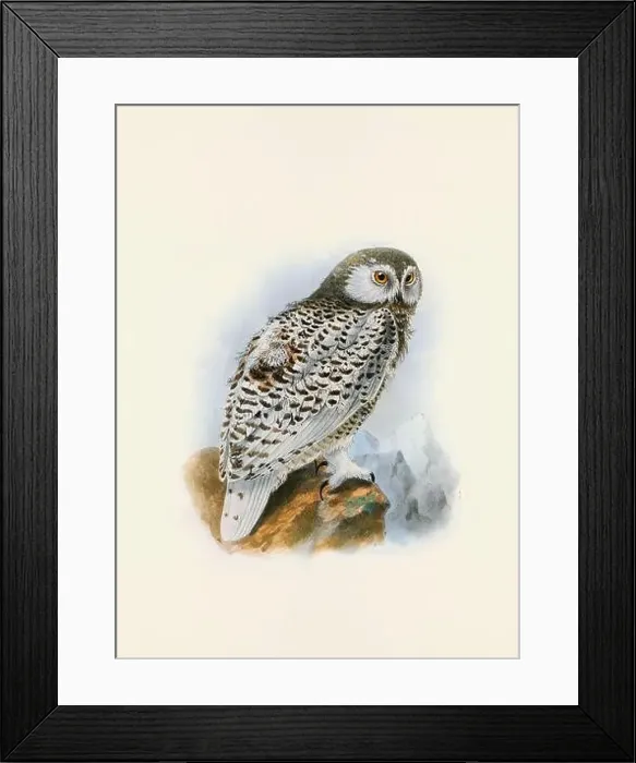 Framed Print : Owl illustration. A beautiful digital artwork of classic birds. Vintage-style bird illustration Framed Print : Owl illustration. A beautiful digital artwork of classic birds. Vintage-style bird illustration