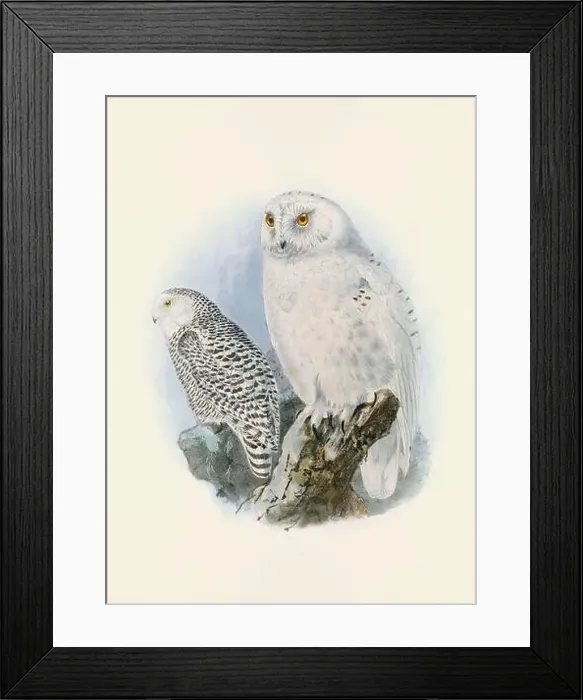 Framed Print : Owl illustration. A beautiful digital artwork of classic birds. Vintage-style bird illustration Framed Print : Owl illustration. A beautiful digital artwork of classic birds. Vintage-style bird illustration