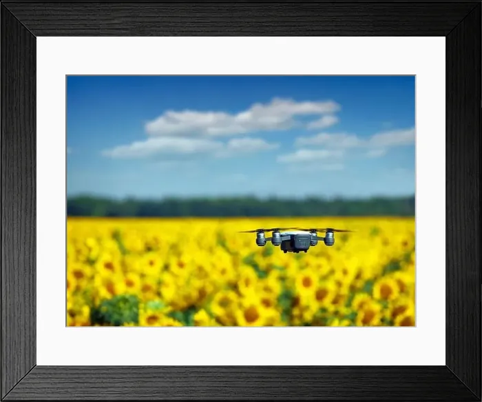 Framed Print : The drone is flying over the sunflower field summertime