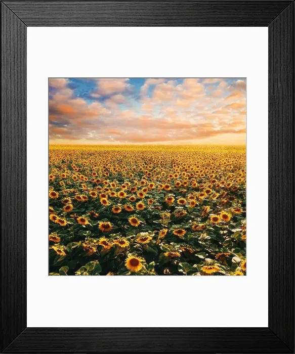 Framed Print : Beautiful endless sunflower field in summer sunset with fluffy clouds at the sky in background Framed Print : Beautiful endless sunflower field in summer sunset with fluffy clouds at the sky in background