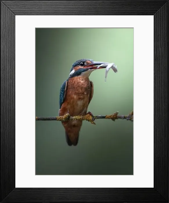 Framed Print : Adorable wild kingfisher with colorful plumage sitting on thin twig of plant with fish in beak against green background Framed Print : Adorable wild kingfisher with colorful plumage sitting on thin twig of plant with fish in beak against green background