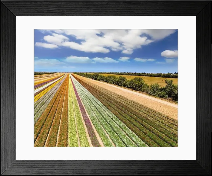 Framed Print : The kibbutz field Framed Print : The kibbutz field
