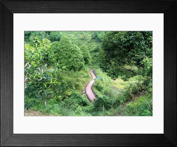 Framed Print : Trail in the tropical forest Framed Print : Trail in the tropical forest