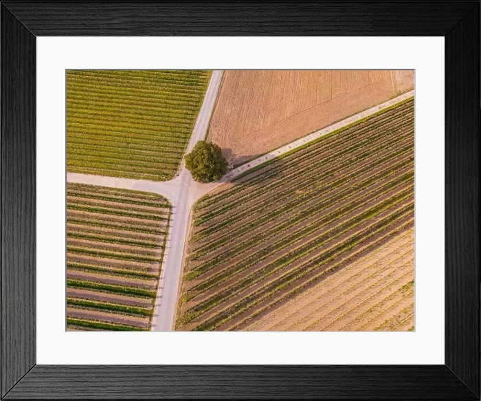 Framed Print : Rural area field paths with tree and rows of vines in a vineyard area Framed Print : Rural area field paths with tree and rows of vines in a vineyard area