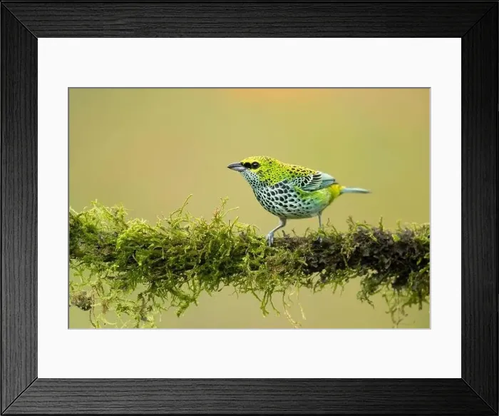 Framed Print : It is a resident breeder in Costa Rica, Panama, Trinidad, Venezuela, Colombia, Guyana, Suriname Framed Print : It is a resident breeder in Costa Rica, Panama, Trinidad, Venezuela, Colombia, Guyana, Suriname