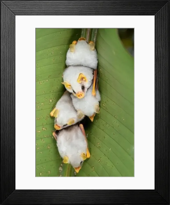 Framed Print : Honduran white bat (Ectophylla alba), also called the Caribbean white tent-making bat Framed Print : Honduran white bat (Ectophylla alba), also called the Caribbean white tent-making bat