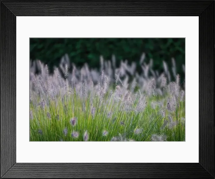 Framed Print : Grass, green, garden Framed Print : Grass, green, garden