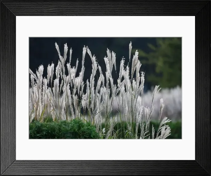 Framed Print : Grass, green, garden Framed Print : Grass, green, garden