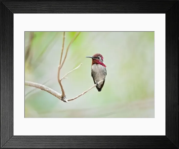 Framed Print : The bee hummingbird, zunzuncito or Helena hummingbird (Mellisuga helenae) is the world's smallest bird Framed Print : The bee hummingbird, zunzuncito or Helena hummingbird (Mellisuga helenae) is the world's smallest bird