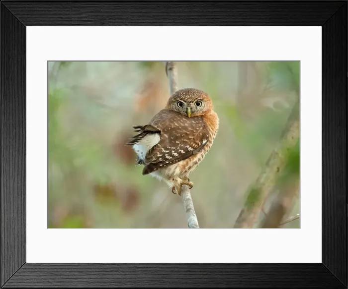 Framed Print : Cuban pygmy owl (Glaucidium siju) is a species of owl in the family Strigidae that is endemic to Cuba Framed Print : Cuban pygmy owl (Glaucidium siju) is a species of owl in the family Strigidae that is endemic to Cuba