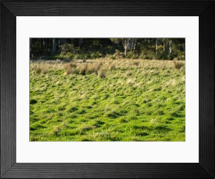 Framed Print : ranch farming landscape, with rolling hills and cows in fields, in Australia Framed Print : ranch farming landscape, with rolling hills and cows in fields, in Australia