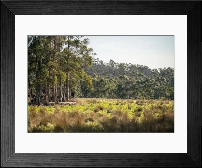 Framed Print : ranch farming landscape, with rolling hills and cows in fields, in Australia Framed Print : ranch farming landscape, with rolling hills and cows in fields, in Australia
