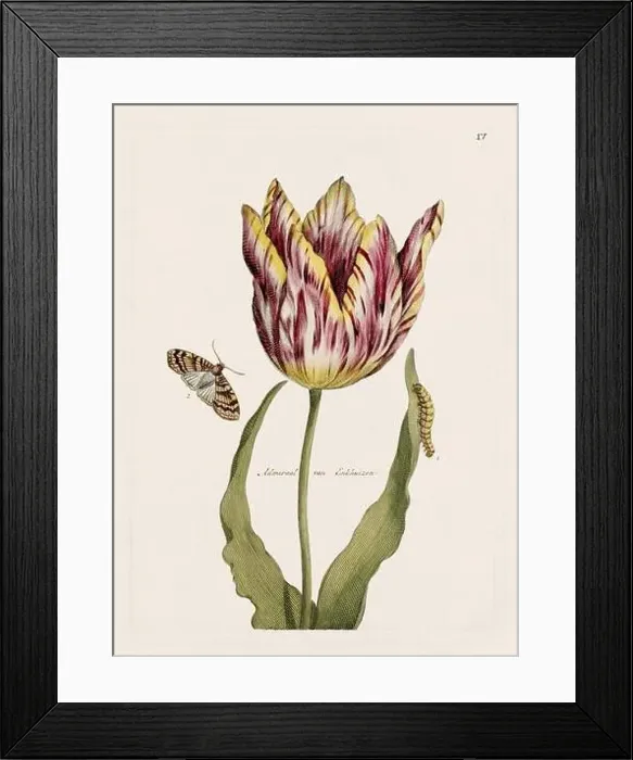Framed Print : Flower illustration. Antique botanical flower artwork in full bloom. Botanical plate from a 1700s botany book Framed Print : Flower illustration. Antique botanical flower artwork in full bloom. Botanical plate from a 1700s botany book