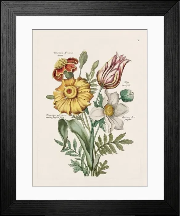 Framed Print : Flower illustration. Antique botanical flower artwork in full bloom. Botanical plate from a 1700s botany book Framed Print : Flower illustration. Antique botanical flower artwork in full bloom. Botanical plate from a 1700s botany book
