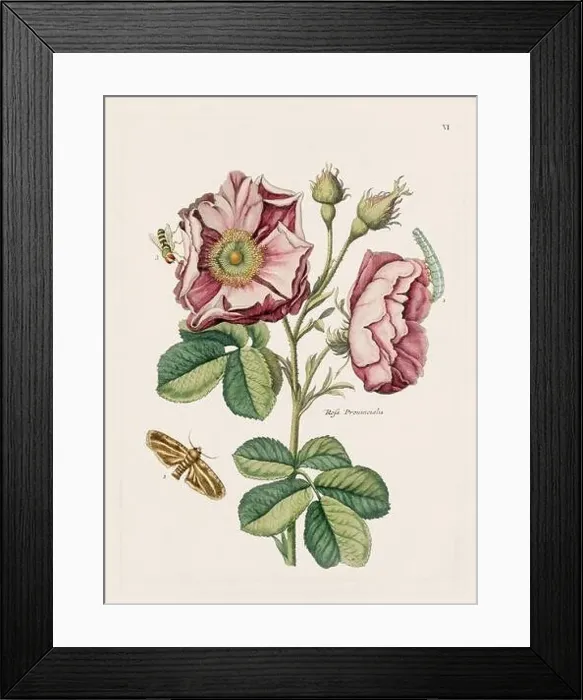 Framed Print : Flower illustration. Antique botanical flower artwork in full bloom. Botanical plate from a 1700s botany book