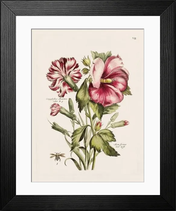 Framed Print : Flower illustration. Antique botanical flower artwork in full bloom. Botanical plate from a 1700s botany book Framed Print : Flower illustration. Antique botanical flower artwork in full bloom. Botanical plate from a 1700s botany book