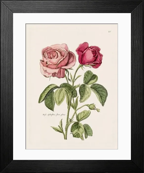 Framed Print : Flower illustration. Antique botanical flower artwork in full bloom. Botanical plate from a 1700s botany book