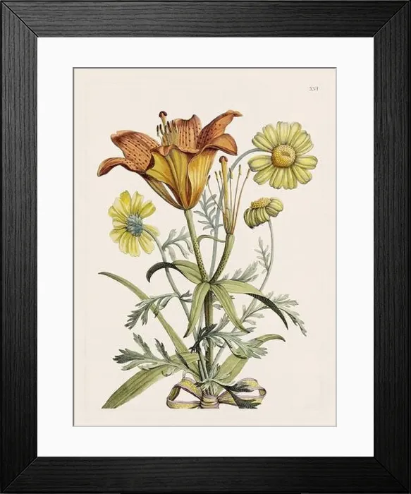 Framed Print : Flower illustration. Antique botanical flower artwork in full bloom. Botanical plate from a 1700s botany book Framed Print : Flower illustration. Antique botanical flower artwork in full bloom. Botanical plate from a 1700s botany book