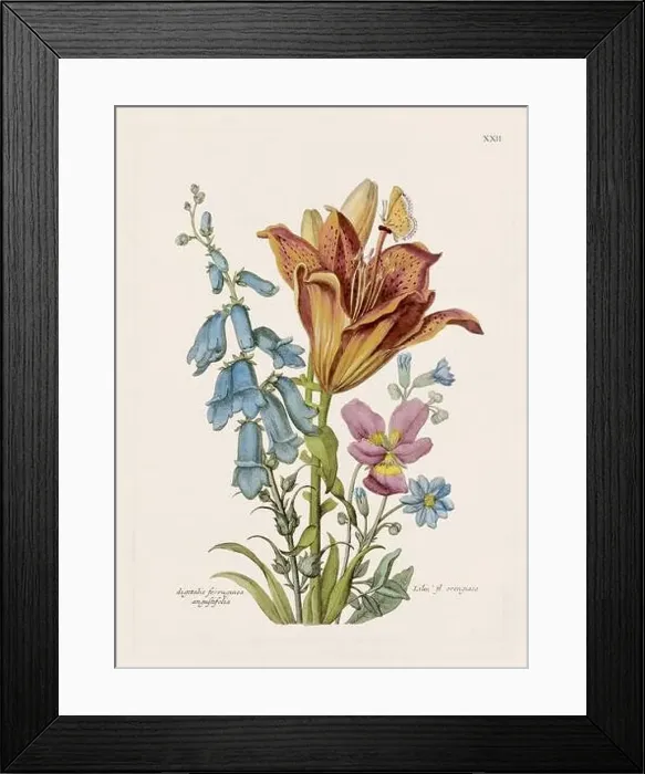 Framed Print : Flower illustration. Antique botanical flower artwork in full bloom. Botanical plate from a 1700s botany book Framed Print : Flower illustration. Antique botanical flower artwork in full bloom. Botanical plate from a 1700s botany book