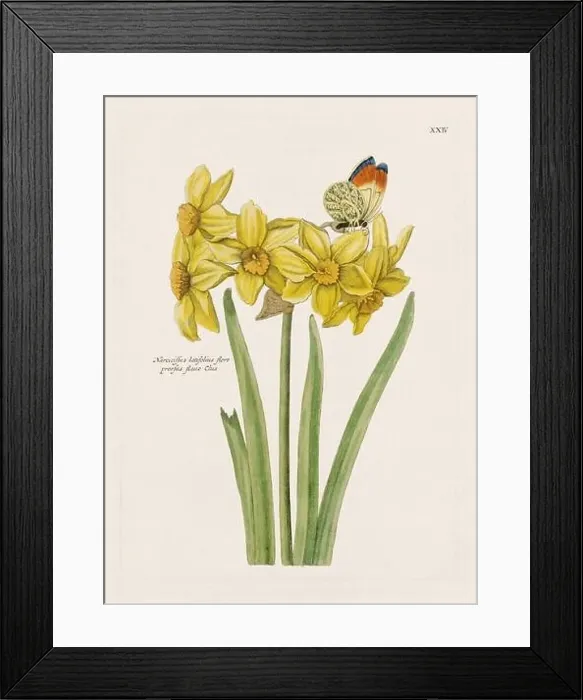 Framed Print : Flower illustration. Antique botanical flower artwork in full bloom. Botanical plate from a 1700s botany book Framed Print : Flower illustration. Antique botanical flower artwork in full bloom. Botanical plate from a 1700s botany book