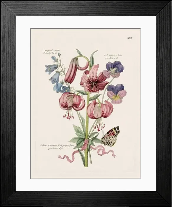 Framed Print : Flower illustration. Antique botanical flower artwork in full bloom. Botanical plate from a 1700s botany book Framed Print : Flower illustration. Antique botanical flower artwork in full bloom. Botanical plate from a 1700s botany book