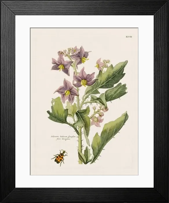 Framed Print : Flower illustration. Antique botanical flower artwork in full bloom. Botanical plate from a 1700s botany book Framed Print : Flower illustration. Antique botanical flower artwork in full bloom. Botanical plate from a 1700s botany book