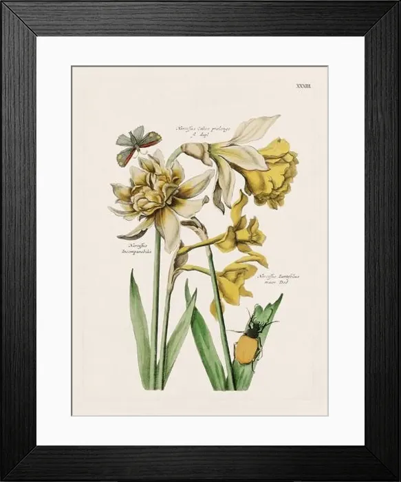 Framed Print : Flower illustration. Antique botanical flower artwork in full bloom. Botanical plate from a 1700s botany book Framed Print : Flower illustration. Antique botanical flower artwork in full bloom. Botanical plate from a 1700s botany book