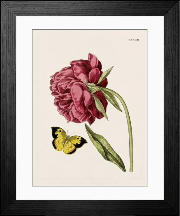 Framed Print : Flower illustration. Antique botanical flower artwork in full bloom. Botanical plate from a 1700s botany book Framed Print : Flower illustration. Antique botanical flower artwork in full bloom. Botanical plate from a 1700s botany book