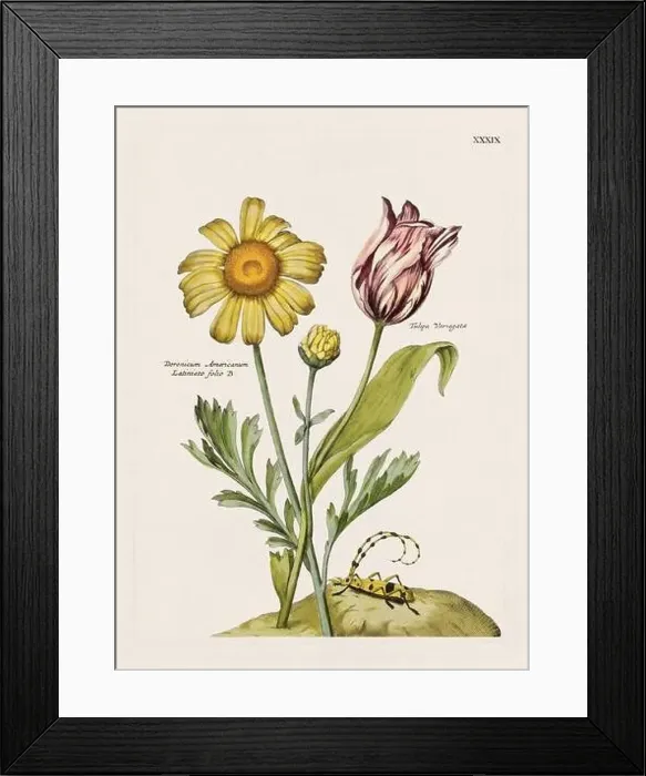 Framed Print : Flower illustration. Antique botanical flower artwork in full bloom. Botanical plate from a 1700s botany book Framed Print : Flower illustration. Antique botanical flower artwork in full bloom. Botanical plate from a 1700s botany book