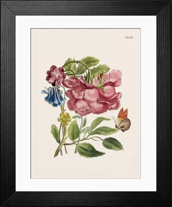Framed Print : Flower illustration. Antique botanical flower artwork in full bloom. Botanical plate from a 1700s botany book Framed Print : Flower illustration. Antique botanical flower artwork in full bloom. Botanical plate from a 1700s botany book