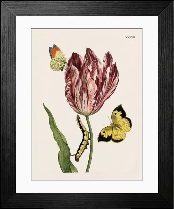 Framed Print : Flower illustration. Antique botanical flower artwork in full bloom. Botanical plate from a 1700s botany book Framed Print : Flower illustration. Antique botanical flower artwork in full bloom. Botanical plate from a 1700s botany book