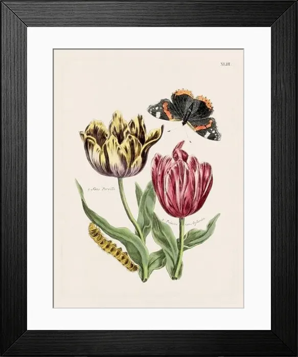Framed Print : Flower illustration. Antique botanical flower artwork in full bloom. Botanical plate from a 1700s botany book Framed Print : Flower illustration. Antique botanical flower artwork in full bloom. Botanical plate from a 1700s botany book