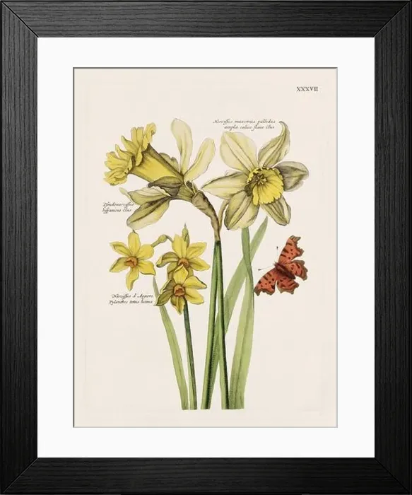 Framed Print : Flower illustration. Antique botanical flower artwork in full bloom. Botanical plate from a 1700s botany book Framed Print : Flower illustration. Antique botanical flower artwork in full bloom. Botanical plate from a 1700s botany book