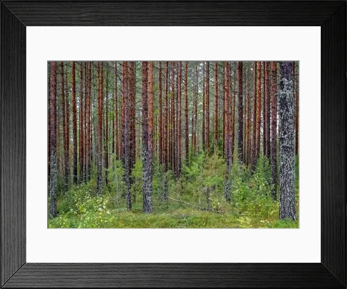 Framed Print : Pine Forest, Linnansaari National Park, Finland Framed Print : Pine Forest, Linnansaari National Park, Finland