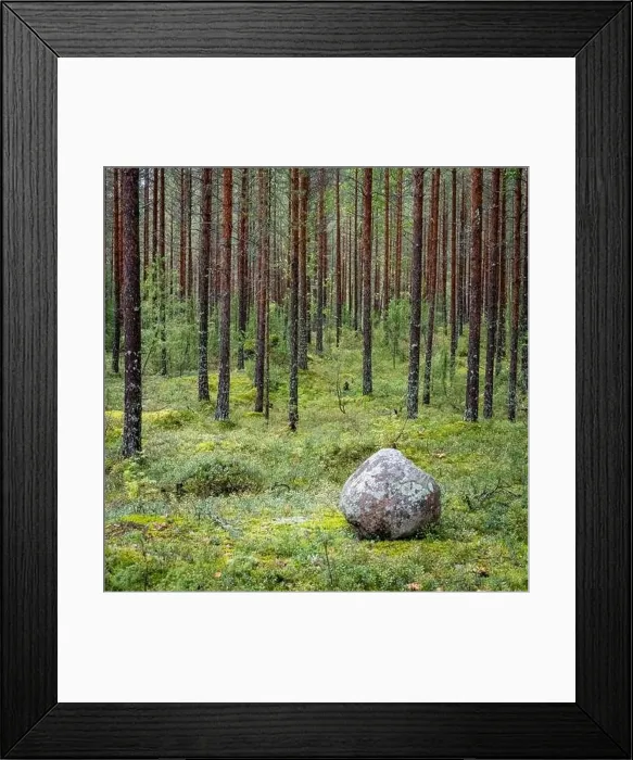 Framed Print : Pine Forest, Linnansaari National Park, Finland Framed Print : Pine Forest, Linnansaari National Park, Finland