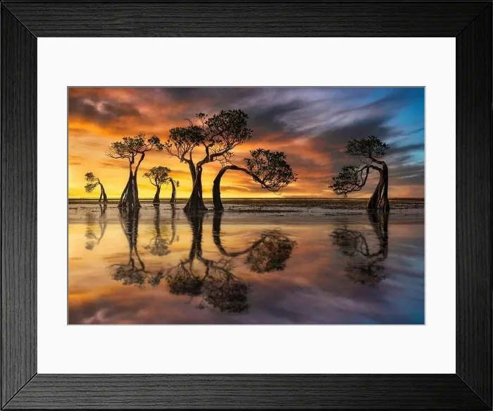 Framed Print : Silhouette of mangrove trees and reflections at low tide, Sumba, East Nusa Tenggar, Indonesia Framed Print : Silhouette of mangrove trees and reflections at low tide, Sumba, East Nusa Tenggar, Indonesia