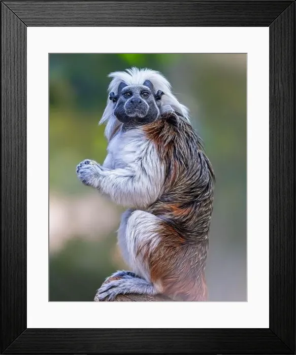 Framed Print : Close up of a cotton-top tamarin (Saguinus oedipus) Framed Print : Close up of a cotton-top tamarin (Saguinus oedipus)