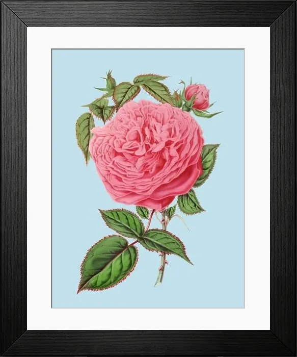 Framed Print : Colorful Rose Flower Illustration: A digital vintage-style flower on a plain light blue background Framed Print : Colorful Rose Flower Illustration: A digital vintage-style flower on a plain light blue background