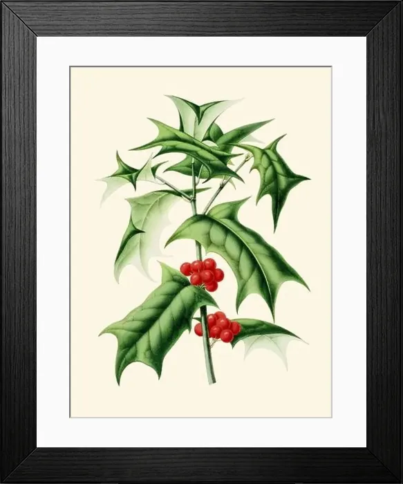 Framed Print : Colorful Botanical Illustration: A digital vintage-style Holly Mistletoe on a plain beige background Framed Print : Colorful Botanical Illustration: A digital vintage-style Holly Mistletoe on a plain beige background