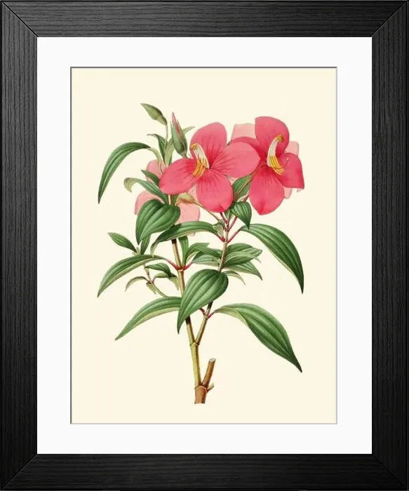 Framed Print : Colorful Flower Illustration: A digital vintage-style flower on a plain beige background Framed Print : Colorful Flower Illustration: A digital vintage-style flower on a plain beige background