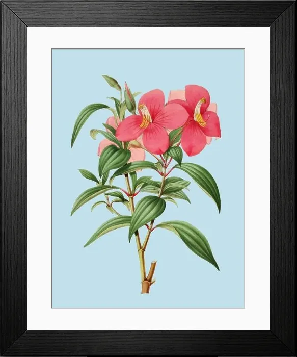 Framed Print : Colorful Flower Illustration: A digital vintage-style flower on a plain light blue background Framed Print : Colorful Flower Illustration: A digital vintage-style flower on a plain light blue background