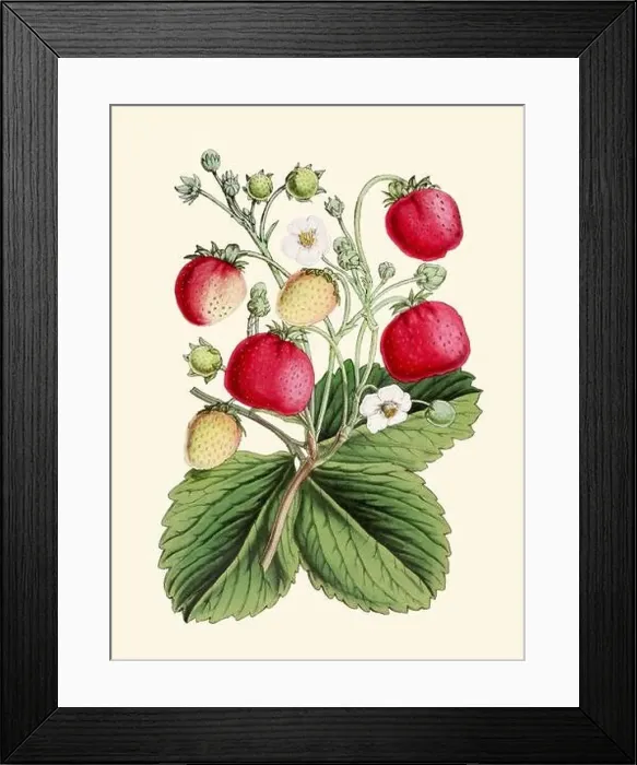 Framed Print : Colorful Botanical Illustration: digital vintage-style Strawberries on a plain beige background