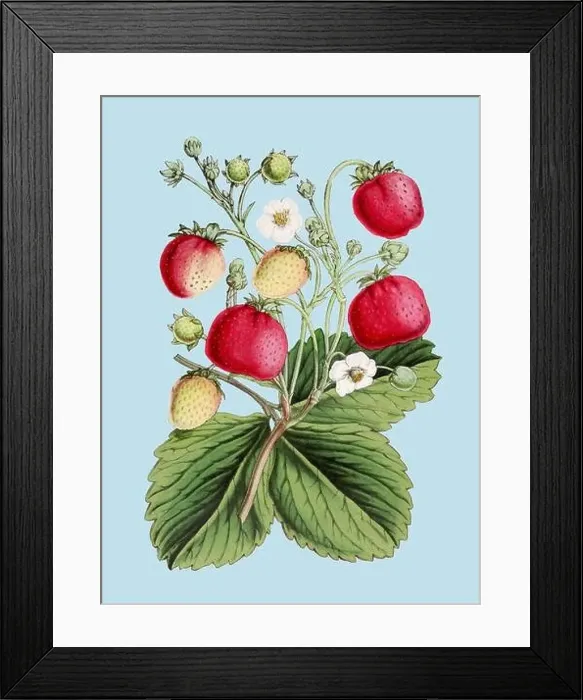 Framed Print : Colorful Botanical Illustration: digital vintage-style Strawberries on a plain light blue background Framed Print : Colorful Botanical Illustration: digital vintage-style Strawberries on a plain light blue background
