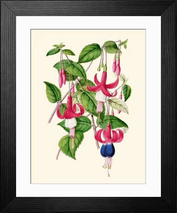 Framed Print : Colorful Flower Illustration: digital vintage-style Fuchsia Flowers on a plain beige background Framed Print : Colorful Flower Illustration: digital vintage-style Fuchsia Flowers on a plain beige background