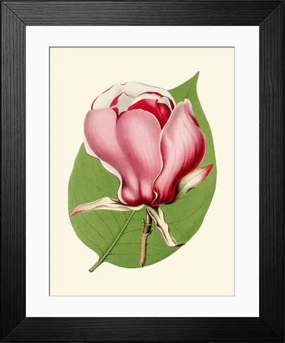 Framed Print : Colorful Magnolia Flower Illustration: A digital vintage-style flower on a plain beige background Framed Print : Colorful Magnolia Flower Illustration: A digital vintage-style flower on a plain beige background